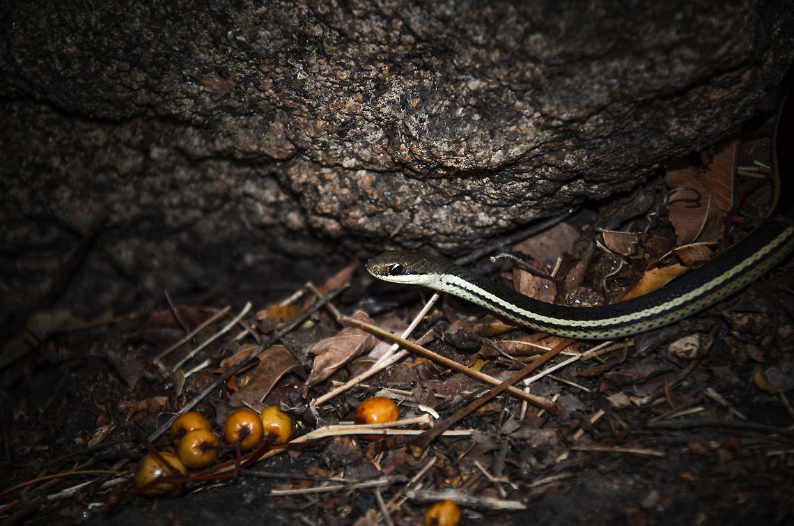 Lateral Water Snake (Bibilava lateralis) Found underneath a rock by our guide as we walked by it in Anja Reserve, Madagascar. Luckily, snakes in Madagascar are quite harmless, none of them are venomous or of any danger to humans. Anja Reserve,Bibilava lateralis,Geotagged,Lateral Water Snake,Madagascar