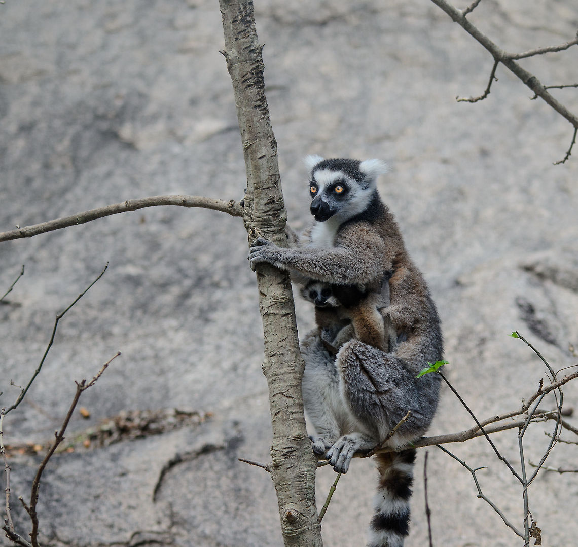 Ring-tailed Lemur with twins in Anja Park, Madagascar This scene made our day in the Anja Park of Madagascar: a ring-tailed lemur mother carrying twin babies! Anja Reserve,Lemur catta,Madagascar,Ring-tailed lemur