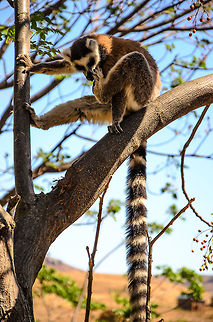 Ring-tailed Lemur mega tail Other than bugging other members of its group, ring-tailed lemurs also spend considerable time taking care of themselves. In this shot it exposes their incredibly long tail nicely. Anja Reserve,Geotagged,Lemur catta,Madagascar,Ring-tailed lemur
