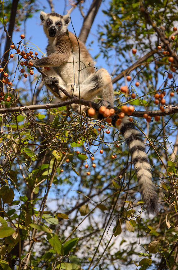 Ring-tailed Lemur mastering fruit tree With great awe we observed the agility of these lemurs in the Anja Reserve, particularly how fast they move across trees with branches that appear awfully thin. Anja Reserve,Geotagged,Lemur catta,Madagascar,Ring-tailed lemur