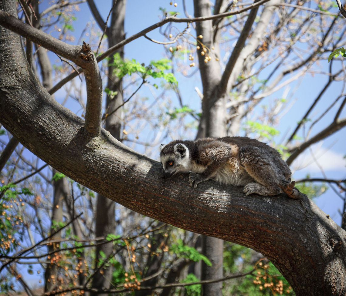 Ring-tailed Lemur in Anja Reserve observing Ring-tailed lemurs are incredibly playful and social animals. We had a hard time making good photographs because they move so fast and are always playing with each other. Yet sometimes they take a break, but only to observe the playing from a small distance, as shown here. Anja Reserve,Geotagged,Lemur catta,Madagascar,Ring-tailed lemur