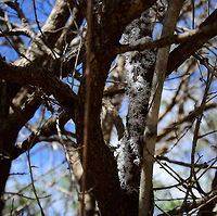 Bizarre Flower bugs (Flatida coccinea) in Madagascar This surely was one of the weirdest and unexpected spottings we had in Madagascar. The white flower-like shapes on the bark of this tree seem indeed to be flowers, but only upon a closer inspection, when watching it for several seconds, you see individual flowers moving. <br />
<br />
It turns out this is a troup of insects with flower-shaped attachments on their back, collectively creating the illusion of a flowering plant. Very odd, and unfortunately almost nothing is known about these fabulous creatures online. Anja Reserve,Flatida coccinea,Flower bug,Madagascan Flatid Leaf-Bug,Madagascar,Phromnia rosea