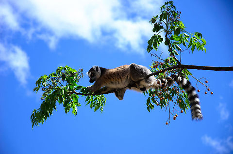 Ring-tailed Lemur mastering thin branch Credits for this one go to my girl Henriette. During the midst of day in the Anja Reserve of Madagascar, this playful ring-tailed lemur masters the very end of a thin branch to reach for its fruits. Anja Reserve,Geotagged,Lemur catta,Madagascar,Ring-tailed lemur