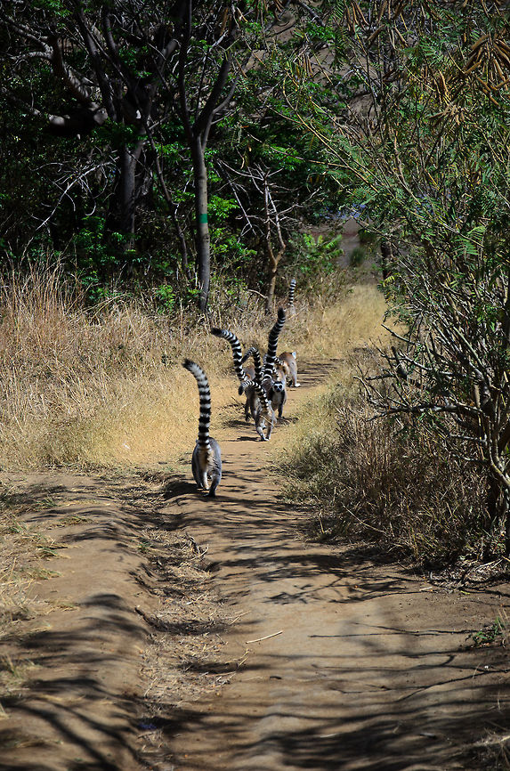 Ring-tailed lemur family ties A typical scene of a group of Ring-tailed lemurs moving on the ground, each with their massive tails held up high. Taken in Anja Reserve, Madagascar. Anja Reserve,Lemur catta,Madagascar,Ring-tailed lemur