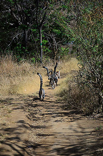 Ring-tailed lemur family ties A typical scene of a group of Ring-tailed lemurs moving on the ground, each with their massive tails held up high. Taken in Anja Reserve, Madagascar. Anja Reserve,Lemur catta,Madagascar,Ring-tailed lemur