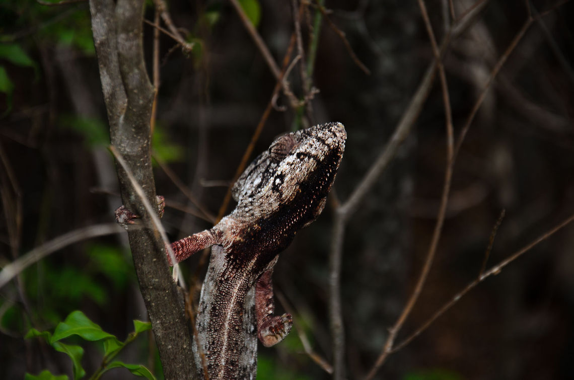 Malagasy Giant Chameleon - shy 2 This was the only photo opportunity this chameleon gave me, it repeatedly hid behind the branch it was sitting on, making sure I could only get a half shot of him. Anja Reserve,Furcifer oustaleti,Madagascar,Malagasy Giant Chameleon
