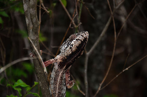 Malagasy Giant Chameleon - shy 2 This was the only photo opportunity this chameleon gave me, it repeatedly hid behind the branch it was sitting on, making sure I could only get a half shot of him. Anja Reserve,Furcifer oustaleti,Madagascar,Malagasy Giant Chameleon
