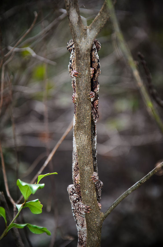 Malagasy Giant Chameleon - shy This specie is best renamed to Malagasy SHY Chameleon. Between me and the chameleon was a ridge of rocks that blocked me from getting closer. Since the chameleon was on the back of this branch, I tried repeatedly to approach it from a different angle for a side shot, but every time I did so, it would mirror my move exactly so that it was always facing me as on this photo. This ritual dance continued for several minutes, until I gave up. Well played, Mr Oustalet! Anja Reserve,Furcifer oustaleti,Geotagged,Madagascar,Malagasy Giant Chameleon