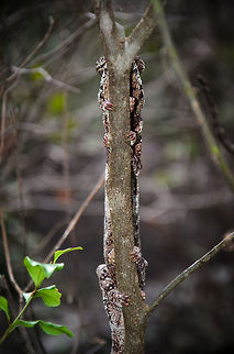 Malagasy Giant Chameleon - shy This specie is best renamed to Malagasy SHY Chameleon. Between me and the chameleon was a ridge of rocks that blocked me from getting closer. Since the chameleon was on the back of this branch, I tried repeatedly to approach it from a different angle for a side shot, but every time I did so, it would mirror my move exactly so that it was always facing me as on this photo. This ritual dance continued for several minutes, until I gave up. Well played, Mr Oustalet! Anja Reserve,Furcifer oustaleti,Geotagged,Madagascar,Malagasy Giant Chameleon