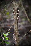 Malagasy Giant Chameleon - shy This specie is best renamed to Malagasy SHY Chameleon. Between me and the chameleon was a ridge of rocks that blocked me from getting closer. Since the chameleon was on the back of this branch, I tried repeatedly to approach it from a different angle for a side shot, but every time I did so, it would mirror my move exactly so that it was always facing me as on this photo. This ritual dance continued for several minutes, until I gave up. Well played, Mr Oustalet! Anja Reserve,Furcifer oustaleti,Geotagged,Madagascar,Malagasy Giant Chameleon