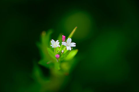 Fringed Willowherb, Heesch, Netherlands From our garden. This plant has overtaken a section of our garden that used to have Lavandula. We didn't plant it, it just happened. It's a very tall plant (1-1.5m) with tiny flowers.
https://www.jungledragon.com/image/97349/small_hoverfly_on_fringed_willowherb_heesch_netherlands.html Epilobium ciliatum,Europe,Fringed Willowherb,Heesch,Netherlands,World