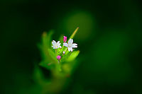 Fringed Willowherb, Heesch, Netherlands From our garden. This plant has overtaken a section of our garden that used to have Lavandula. We didn't plant it, it just happened. It's a very tall plant (1-1.5m) with tiny flowers.<br />
https://www.jungledragon.com/image/97349/small_hoverfly_on_fringed_willowherb_heesch_netherlands.html Epilobium ciliatum,Europe,Fringed Willowherb,Heesch,Netherlands,World