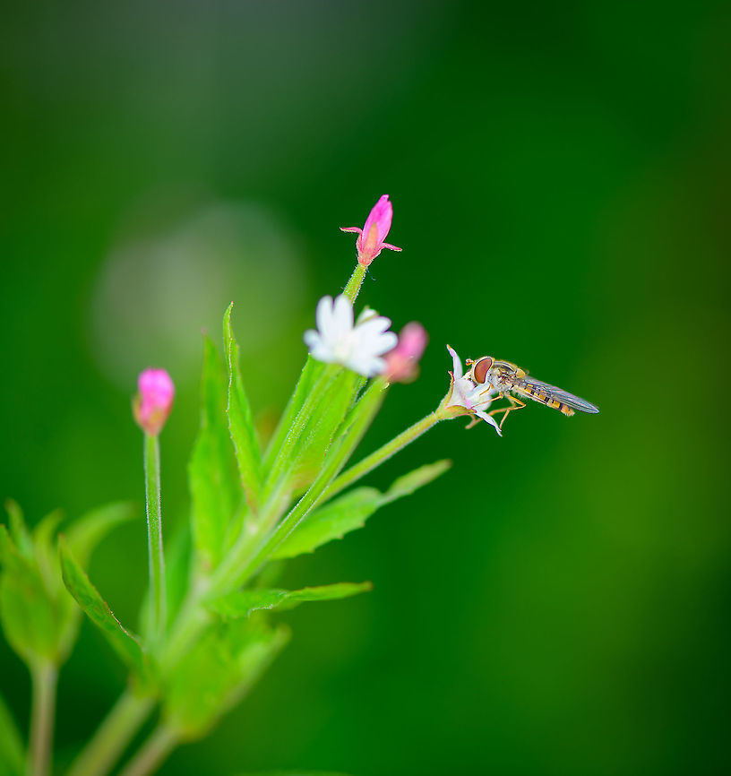 Small hoverfly on Fringed Willowherb, Heesch, Netherlands <figure class="photo"><a href="https://www.jungledragon.com/image/97348/fringed_willowherb_heesch_netherlands.html" title="Fringed Willowherb, Heesch, Netherlands"><img src="https://s3.amazonaws.com/media.jungledragon.com/images/2/97348_thumb.jpg?AWSAccessKeyId=05GMT0V3GWVNE7GGM1R2&Expires=1769040010&Signature=EvbJ79nE0cdw%2FAl5%2B5nhJbsflsA%3D" width="200" height="134" alt="Fringed Willowherb, Heesch, Netherlands From our garden. This plant has overtaken a section of our garden that used to have Lavandula. We didn't plant it, it just happened. It's a very tall plant (1-1.5m) with tiny flowers.<br />
https://www.jungledragon.com/image/97349/small_hoverfly_on_fringed_willowherb_heesch_netherlands.html Epilobium ciliatum,Europe,Fringed Willowherb,Heesch,Netherlands,World" /></a></figure> Epilobium ciliatum,Europe,Fringed Willowherb,Heesch,Netherlands,World