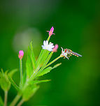 Small hoverfly on Fringed Willowherb, Heesch, Netherlands https://www.jungledragon.com/image/97348/fringed_willowherb_heesch_netherlands.html Epilobium ciliatum,Europe,Fringed Willowherb,Heesch,Netherlands,World