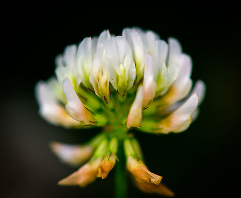 White clover macro on lawn, Heesch, Netherlands About 2 weeks ago, blooming white clover overtook our small backyard lawn. Much to my joy, as it attracts a lot of bees/bumblebees. 
https://www.jungledragon.com/image/97351/white_clover_field_on_lawn_heesch_netherlands.html
Check out this cool list by Yael of other clover fields:
https://www.jungledragon.com/list/546/clover_fields.html Europe,Heesch,Netherlands,Trifolium repens,White clover,World