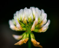 White clover macro on lawn, Heesch, Netherlands About 2 weeks ago, blooming white clover overtook our small backyard lawn. Much to my joy, as it attracts a lot of bees/bumblebees. <br />
https://www.jungledragon.com/image/97351/white_clover_field_on_lawn_heesch_netherlands.html<br />
Check out this cool list by Yael of other clover fields:<br />
https://www.jungledragon.com/list/546/clover_fields.html Europe,Heesch,Netherlands,Trifolium repens,White clover,World