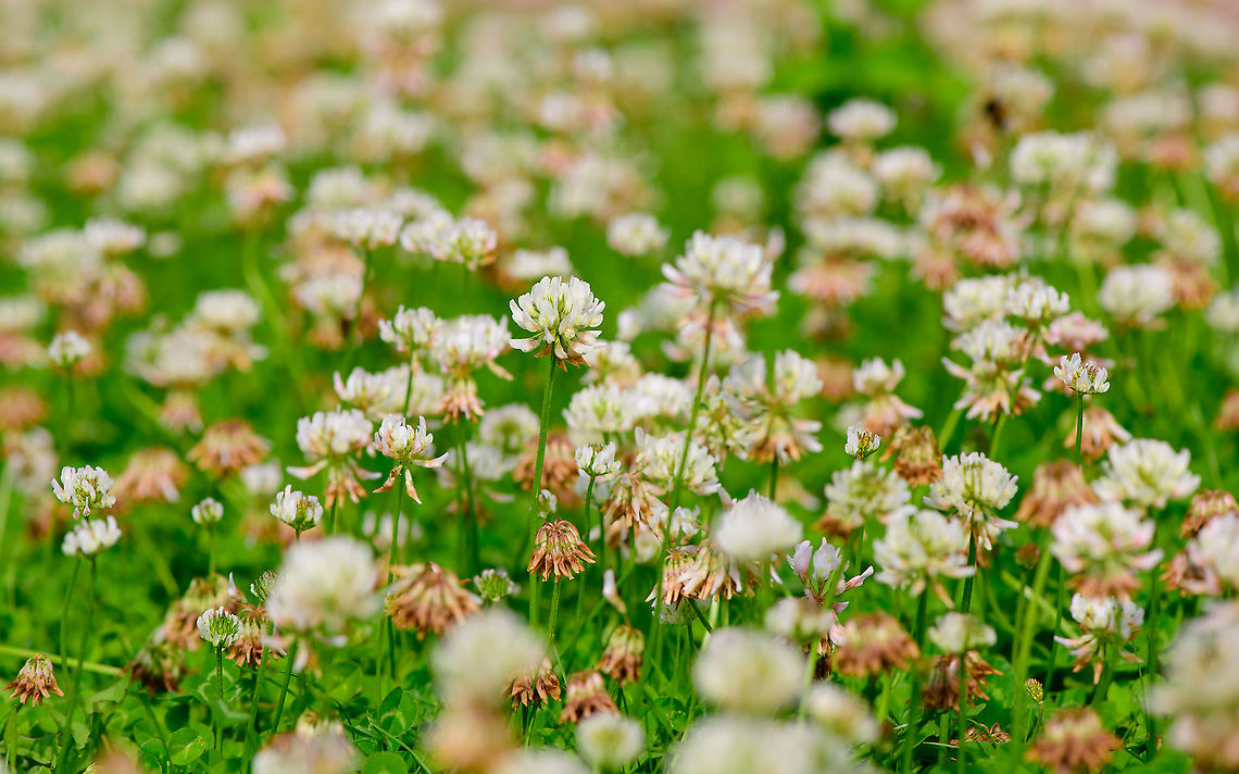 White clover field on lawn, Heesch, Netherlands About 2 weeks ago, blooming white clover overtook our small backyard lawn. Much to my joy, as it attracts a lot of bees/bumblebees. <br />
<figure class="photo"><a href="https://www.jungledragon.com/image/97350/white_clover_macro_on_lawn_heesch_netherlands.html" title="White clover macro on lawn, Heesch, Netherlands"><img src="https://s3.amazonaws.com/media.jungledragon.com/images/2/97350_thumb.jpg?AWSAccessKeyId=05GMT0V3GWVNE7GGM1R2&Expires=1759968010&Signature=O50Q7JdPGdeEbh7cozolwnBQJXg%3D" width="200" height="166" alt="White clover macro on lawn, Heesch, Netherlands About 2 weeks ago, blooming white clover overtook our small backyard lawn. Much to my joy, as it attracts a lot of bees/bumblebees. <br />
https://www.jungledragon.com/image/97351/white_clover_field_on_lawn_heesch_netherlands.html<br />
Check out this cool list by Yael of other clover fields:<br />
https://www.jungledragon.com/list/546/clover_fields.html Europe,Heesch,Netherlands,Trifolium repens,White clover,World" /></a></figure><br />
Check out this cool list by Yael of other clover fields:<br />
<ul class="collections-simple"><li><a href="https://www.jungledragon.com/list/546" title="view as slideshow" class="button slideshow"><em class="fa fa-bookmark"></em>Clover Fields</a></li></ul> Europe,Heesch,Netherlands,Trifolium repens,White clover,World