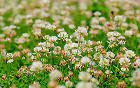 White clover field on lawn, Heesch, Netherlands About 2 weeks ago, blooming white clover overtook our small backyard lawn. Much to my joy, as it attracts a lot of bees/bumblebees. <br />
https://www.jungledragon.com/image/97350/white_clover_macro_on_lawn_heesch_netherlands.html<br />
Check out this cool list by Yael of other clover fields:<br />
https://www.jungledragon.com/list/546/clover_fields.html Europe,Heesch,Netherlands,Trifolium repens,White clover,World