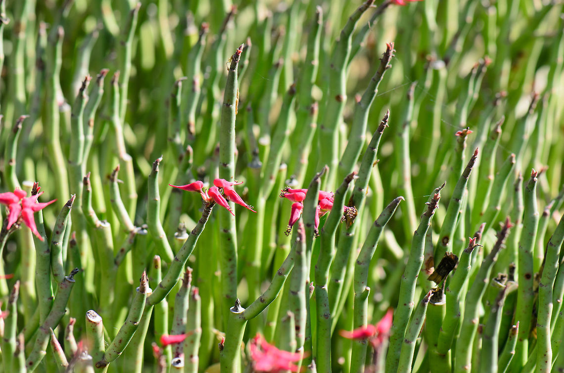 I see fields of green, and red roses too Closeup of a yet to be identified plant in a botanical garden in Madagascar, near Isola. Euphorbia lomelii,Geotagged,Isola,Madagascar,Slipper plant