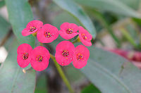 Deep red Christ thorn flowers in Madagascar These flowers in a botanical garden in Isola, Madagascar are so bright red that they overexposed my sensor, hence the lost detail. Euphorbia milii,Geotagged,Isola,Madagascar