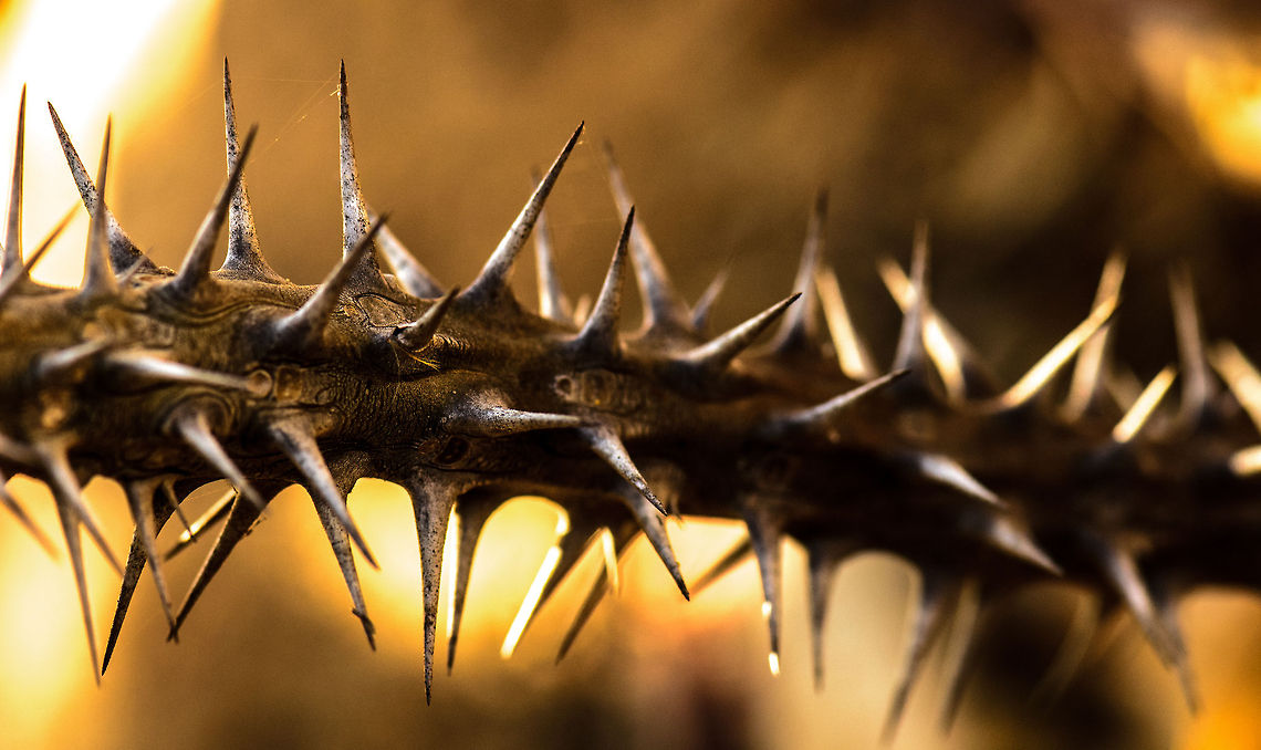 Please touch me Closeup of a very spiky plant in a botanic garden in Isola, Madagascar. Later on during our travel we learned that even the extremest of spikes surely does not stop lemurs and birds from climbing such trees. Euphorbia milii,Geotagged,Isola,Madagascar