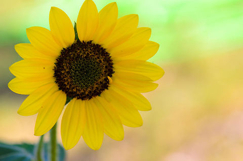 Madagascar sunflower in Isola  Geotagged,Helianthus annuus,Isola,Madagascar,Sunflower