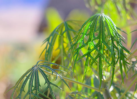 Weird hanging leaves in Isola, Madagascar  Coralbush,Isola,Jatropha multifida,Madagascar