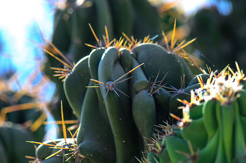 Lady of The Night Cactus