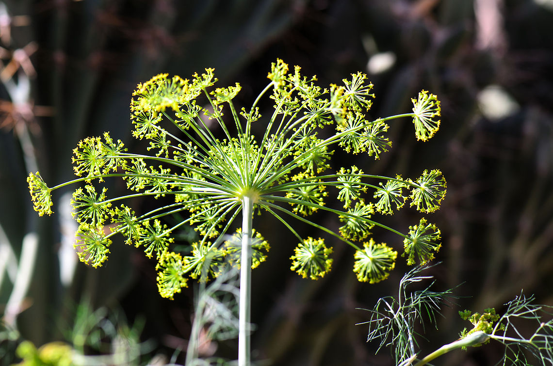 Star-shaped yellow flowers in Isola, Madagascar With a few hours of siesta time in the soaring heat of Isola (even during winter) I decided to walk the botanical garden near our lodge, with the macro lens in hand. Upon photographing the interesting plants and bugs there, every single staff member asked me "chameleon??? where???".<br />
<br />
Because, you know, I'm a weirdo for being interested in anything other than lemurs and chameleons. Fennel,Foeniculum vulgare,Geotagged,Isola,Madagascar