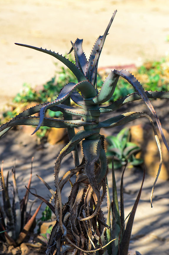 Aloe divaricata in Isola  Aloe divaricata,Isola,Madagascar