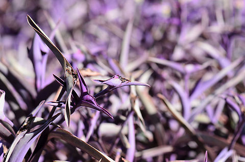 Deep purple Unidentified deeply purple plant found on the floor of a botanical garden in Isola, Madagascar. Geotagged,Isola,Madagascar,Tradescantia pallida