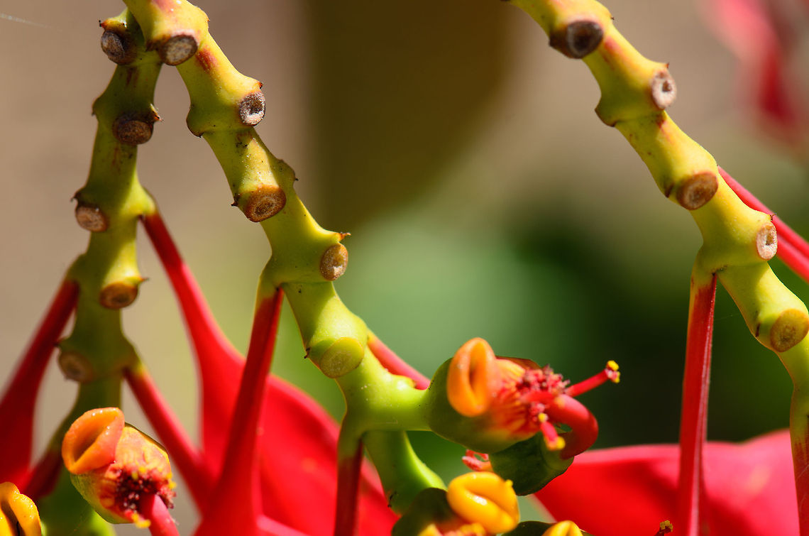 Macro closeup of the stem of a Poinsettia plant  Euphorbia pulcherrima,Geotagged,Isola,Madagascar,Poinsettia