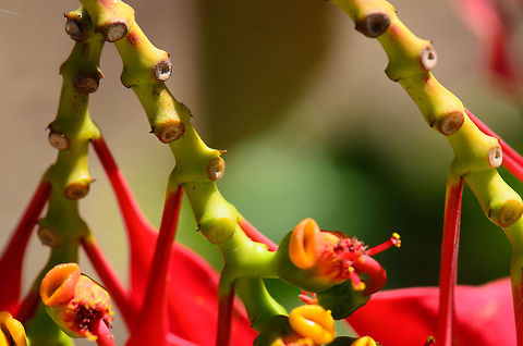 Macro closeup of the stem of a Poinsettia plant  Euphorbia pulcherrima,Geotagged,Isola,Madagascar,Poinsettia