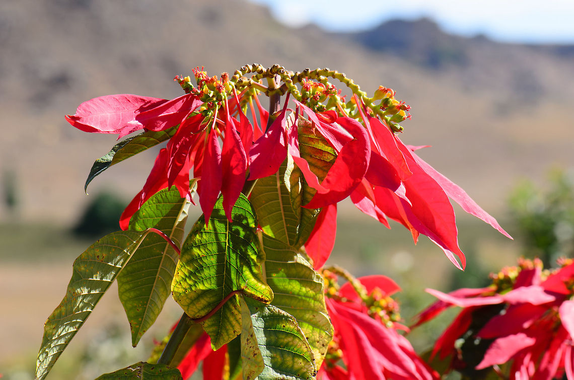 Poinsettia in full sun In the background is the mountain range of Isola, Madagascar. Euphorbia pulcherrima,Geotagged,Isola,Madagascar,Poinsettia