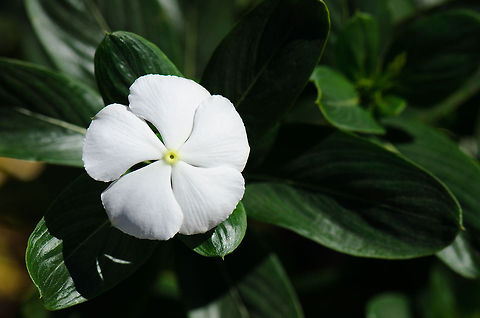 White Madagascar Periwinkle Found in a botanical garden in Isola, Madagascar. Catharanthus roseus,Geotagged,Isola,Madagascar,Madagascar periwinkle