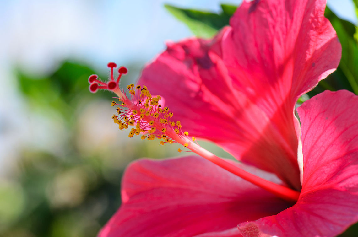 Pink Hibiscus in Isola, Madagascar  Chinese hibiscus,Geotagged,Hibiscus rosa-sinensis,Isola,Madagascar