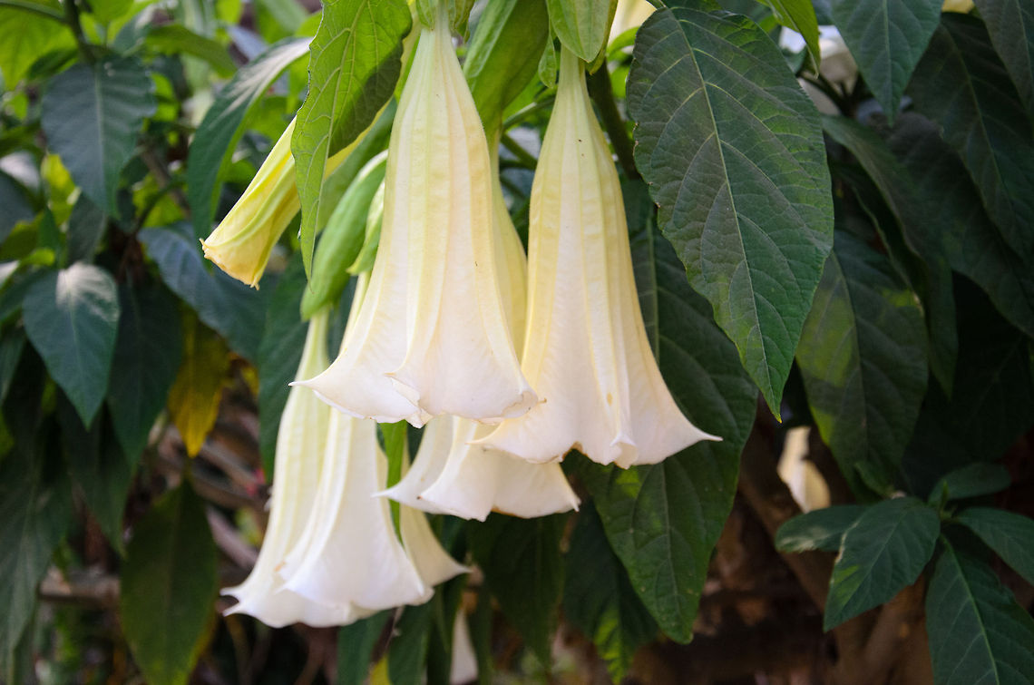 Huge white Angel Trumpet flowers in Isola, Madagascar Found in the garden of our lodge at Isola, Madagascar. These "clocks" are very large, about the length of a fore arm. Angel Trumpet,Brugmansia suaveolens,Geotagged,Isola,Madagascar