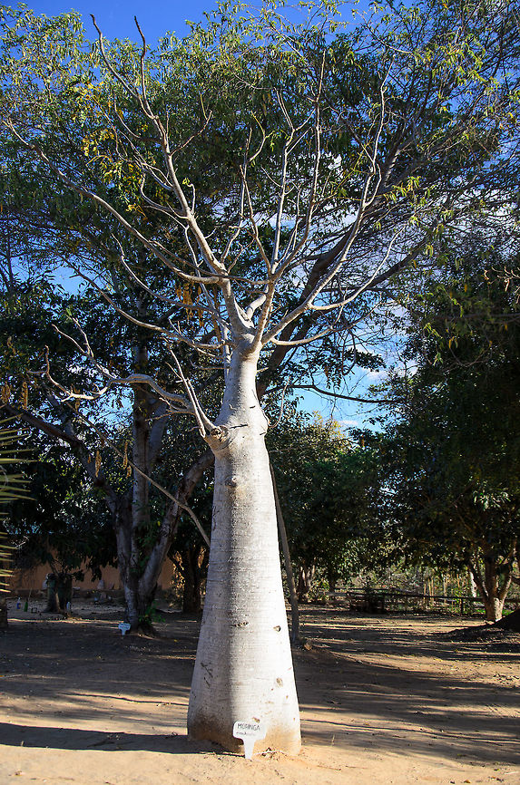 Moringa drouhardii One of the many odd-shaped baobab-like trees in Madagascar, with their characterstic thick berks to store water. Bottle tree,Geotagged,Isola,Madagascar,Moringa drouhardii