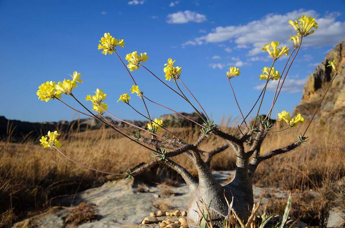 Pachypodium rosulatum var. gracilis in Isola Even in the harshest of desserts, nature wins, as this Elephant&#039;s Foot Plant proves. In the full sun, with months of zero rainfall, you&#039;d think it is long dead. Instead, it blossoms.  Geotagged,Isola,Madagascar,Pachypodium rosulatum