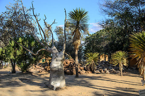 Bottle tree (Moringa drouhardii)  Geotagged,Isola,Madagascar,Moringa drouhardii