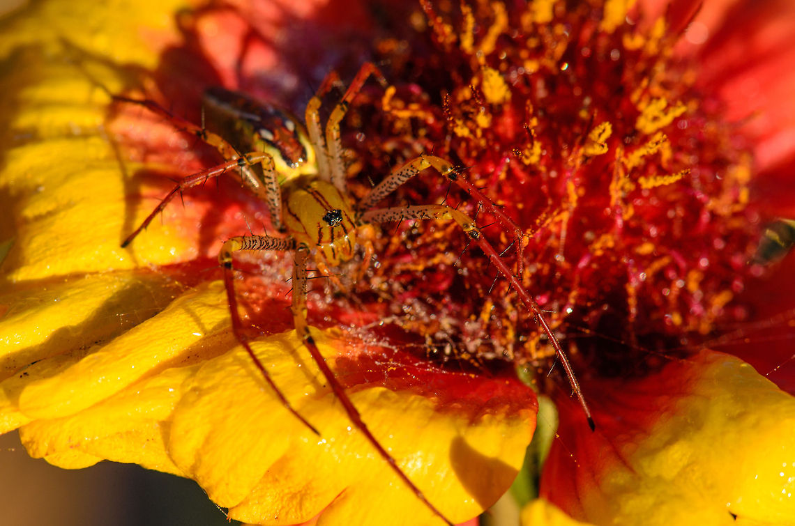 Peucetia madagascariensis on flower in Isola, Madagascar This large lynx spider was just outside the lodge we stayed at in Ambalavao. I watched it for 20 minutes eating a large insect, unable to get it sharp due to the wind.  Geotagged,Isola,Madagascar,Peucetia madagascariensis