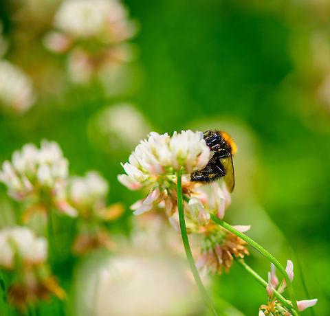 Common Carder-bee on White Clover, Heesch, Netherlands One of the perks of allowing Clover to grow on a lawn is the abundance of bumblebees making use of it. 

This is the most common species in the Netherlands. The colorful hair on the thorax is variable based on region, and can be yellow or orange. Key identification point (not seen from this angle) are the light hairs at the end of the abdomen.

Second species of bumblebee found:
https://www.jungledragon.com/image/97690/buff-tailed_bumblebee_on_white_clover_heesch_netherlands.html Bombus pascuorum,Common Carder-bee,Europe,Heesch,Netherlands,World