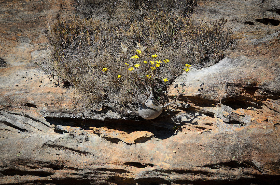 Elephant's Foot Plant growing on plain rock  Elephant's Foot Plant,Isola,Madagascar,Pachypodium rosulatum