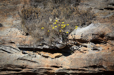 Elephant's Foot Plant growing on plain rock  Elephant's Foot Plant,Isola,Madagascar,Pachypodium rosulatum