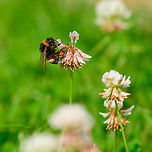 Buff-tailed bumblebee on White Clover, Heesch, Netherlands Second species of bumblebee found in our garden targeting white clover. Keys for this species are:<br />
- Tip of abdomen light-haired (white)<br />
- Bottom part of thorax black-haired<br />
<br />
This combination sets it apart from Bombus hortorum.<br />
<br />
The other species found:<br />
https://www.jungledragon.com/image/97689/common_carder-bee_on_white_clover_heesch_netherlands.html Bombus terrestris,Buff-tailed bumblebee,Europe,Heesch,Netherlands,World