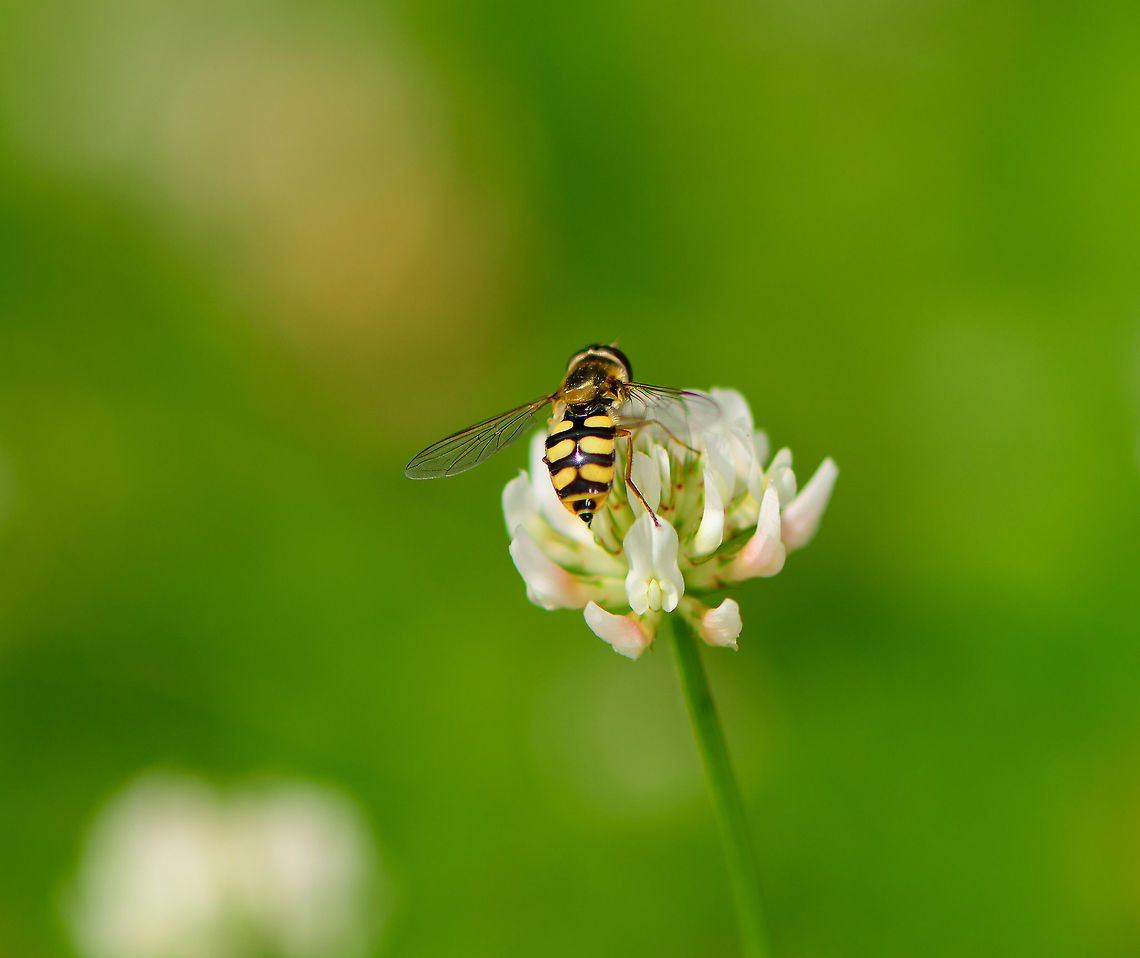 Migrant Hoverfly on White Clover - abdomen, Heesch, Netherlands Another visitor to the White Clover field in our garden. Keys for identification:<br />
<br />
- Shiny thorax instead of patterned thorax<br />
- Narrow body<br />
- &quot;moustache&quot; pattern seen on abdomen.<br />
<figure class="photo"><a href="https://www.jungledragon.com/image/97695/migrant_hoverfly_on_white_clover_-_habitat_heesch_netherlands.html" title="Migrant Hoverfly on White Clover - habitat, Heesch, Netherlands"><img src="https://s3.amazonaws.com/media.jungledragon.com/images/2/97695_thumb.jpg?AWSAccessKeyId=05GMT0V3GWVNE7GGM1R2&Expires=1767225610&Signature=BTTVf0x9cs8qk%2FTo5Upkb4VMRo8%3D" width="200" height="134" alt="Migrant Hoverfly on White Clover - habitat, Heesch, Netherlands Another visitor to the White Clover field in our garden. Keys for identification:<br />
<br />
- Shiny thorax instead of patterned thorax<br />
- Narrow body<br />
- &quot;moustache&quot; pattern seen on abdomen.<br />
https://www.jungledragon.com/image/97694/migrant_hoverfly_on_white_clover_-_closeup_heesch_netherlands.html<br />
https://www.jungledragon.com/image/97693/migrant_hoverfly_on_white_clover_-_abdomen_heesch_netherlands.html Eupeodes corollae,Europe,Heesch,Migrant Hover Fly,Netherlands,World" /></a></figure><br />
<figure class="photo"><a href="https://www.jungledragon.com/image/97694/migrant_hoverfly_on_white_clover_-_closeup_heesch_netherlands.html" title="Migrant Hoverfly on White Clover - closeup, Heesch, Netherlands"><img src="https://s3.amazonaws.com/media.jungledragon.com/images/2/97694_thumb.jpg?AWSAccessKeyId=05GMT0V3GWVNE7GGM1R2&Expires=1767225610&Signature=T1hWoEcT6xGwFGtfIU3%2FL50D2ZU%3D" width="138" height="152" alt="Migrant Hoverfly on White Clover - closeup, Heesch, Netherlands Another visitor to the White Clover field in our garden. Keys for identification:<br />
<br />
- Shiny thorax instead of patterned thorax<br />
- Narrow body<br />
- &quot;moustache&quot; pattern seen on abdomen.<br />
https://www.jungledragon.com/image/97695/migrant_hoverfly_on_white_clover_-_habitat_heesch_netherlands.html<br />
https://www.jungledragon.com/image/97693/migrant_hoverfly_on_white_clover_-_abdomen_heesch_netherlands.html Eupeodes corollae,Europe,Heesch,Migrant Hover Fly,Netherlands,World" /></a></figure> Eupeodes corollae,Europe,Heesch,Migrant Hover Fly,Netherlands,World