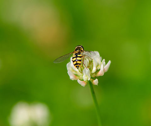 Migrant Hoverfly on White Clover - abdomen, Heesch, Netherlands Another visitor to the White Clover field in our garden. Keys for identification:

- Shiny thorax instead of patterned thorax
- Narrow body
- "moustache" pattern seen on abdomen.
https://www.jungledragon.com/image/97695/migrant_hoverfly_on_white_clover_-_habitat_heesch_netherlands.html
https://www.jungledragon.com/image/97694/migrant_hoverfly_on_white_clover_-_closeup_heesch_netherlands.html Eupeodes corollae,Europe,Heesch,Migrant Hover Fly,Netherlands,World