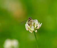 Migrant Hoverfly on White Clover - abdomen, Heesch, Netherlands Another visitor to the White Clover field in our garden. Keys for identification:<br />
<br />
- Shiny thorax instead of patterned thorax<br />
- Narrow body<br />
- "moustache" pattern seen on abdomen.<br />
https://www.jungledragon.com/image/97695/migrant_hoverfly_on_white_clover_-_habitat_heesch_netherlands.html<br />
https://www.jungledragon.com/image/97694/migrant_hoverfly_on_white_clover_-_closeup_heesch_netherlands.html Eupeodes corollae,Europe,Heesch,Migrant Hover Fly,Netherlands,World