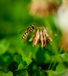 Migrant Hoverfly on White Clover - closeup, Heesch, Netherlands Another visitor to the White Clover field in our garden. Keys for identification:
- Shiny thorax instead of patterned thorax
- Narrow body
- "moustache" pattern seen on abdomen.
https://www.jungledragon.com/image/97695/migrant_hoverfly_on_white_clover_-_habitat_heesch_netherlands.html
https://www.jungledragon.com/image/97693/migrant_hoverfly_on_white_clover_-_abdomen_heesch_netherlands.html Eupeodes corollae,Europe,Heesch,Migrant Hover Fly,Netherlands,World