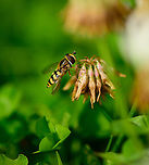 Migrant Hoverfly on White Clover - closeup, Heesch, Netherlands Another visitor to the White Clover field in our garden. Keys for identification:<br />
<br />
- Shiny thorax instead of patterned thorax<br />
- Narrow body<br />
- "moustache" pattern seen on abdomen.<br />
https://www.jungledragon.com/image/97695/migrant_hoverfly_on_white_clover_-_habitat_heesch_netherlands.html<br />
https://www.jungledragon.com/image/97693/migrant_hoverfly_on_white_clover_-_abdomen_heesch_netherlands.html Eupeodes corollae,Europe,Heesch,Migrant Hover Fly,Netherlands,World